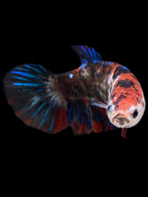 Load image into Gallery viewer, GIANT Female Halfmoon Plakat - Galaxy #2166 Live Betta Fish

