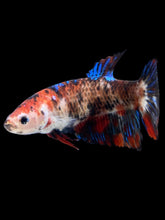 Load image into Gallery viewer, GIANT Female Halfmoon Plakat - Galaxy #2166 Live Betta Fish
