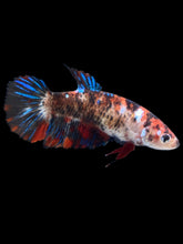Load image into Gallery viewer, GIANT Female Halfmoon Plakat - Galaxy #2166 Live Betta Fish
