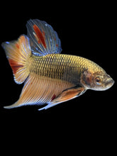 Load image into Gallery viewer, Male Splenden - Vanda #2167 - Live Betta Fish
