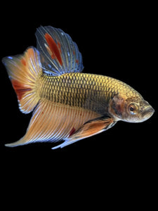 Male Splenden - Vanda #2167 - Live Betta Fish