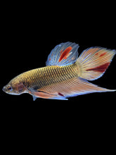 Load image into Gallery viewer, Male Splenden - Vanda #2167 - Live Betta Fish
