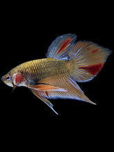 Load image into Gallery viewer, Male Splenden - Vanda #2167 - Live Betta Fish
