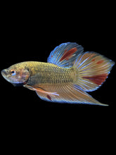 Load image into Gallery viewer, Male Splenden - Vanda #2167 - Live Betta Fish
