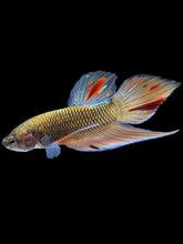 Load image into Gallery viewer, Male Splenden - Vanda #2167 - Live Betta Fish
