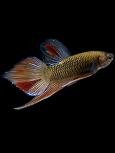 Male Splenden - Vanda #2167 - Live Betta Fish