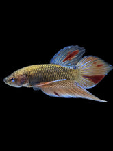 Load image into Gallery viewer, Male Splenden - Vanda #2167 - Live Betta Fish
