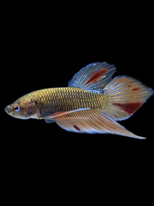 Male Splenden - Vanda #2167 - Live Betta Fish