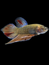 Load image into Gallery viewer, Male Splenden - Vanda #2167 - Live Betta Fish
