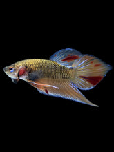 Load image into Gallery viewer, Male Splenden - Vanda #2167 - Live Betta Fish
