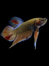 Load image into Gallery viewer, Male Splenden - Vanda #2167 - Live Betta Fish
