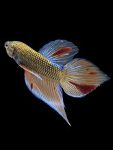 Load image into Gallery viewer, Male Splenden - Vanda #2167 - Live Betta Fish
