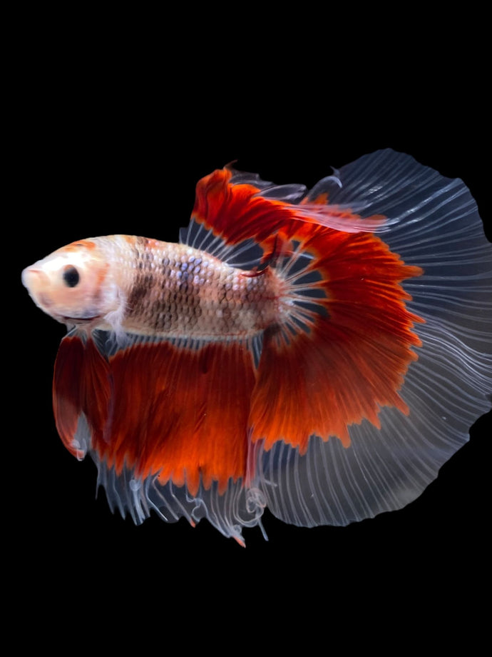 Male Halfmoon - Red Rim #2168 - Live Betta Fish