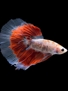 Male Halfmoon - Red Rim #2168 - Live Betta Fish