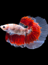 Load image into Gallery viewer, Male Halfmoon - Red Rim #2168 - Live Betta Fish
