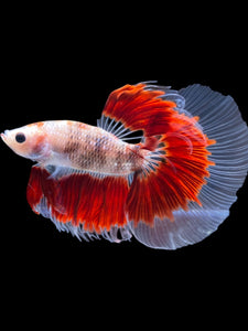 Male Halfmoon - Red Rim #2168 - Live Betta Fish