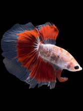 Load image into Gallery viewer, Male Halfmoon - Red Rim #2168 - Live Betta Fish
