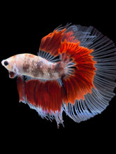 Load image into Gallery viewer, Male Halfmoon - Red Rim #2168 - Live Betta Fish
