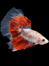 Load image into Gallery viewer, Male Halfmoon - Red Rim #2168 - Live Betta Fish

