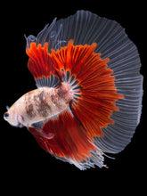 Load image into Gallery viewer, Male Halfmoon - Red Rim #2168 - Live Betta Fish
