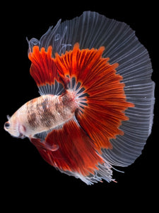 Male Halfmoon - Red Rim #2168 - Live Betta Fish