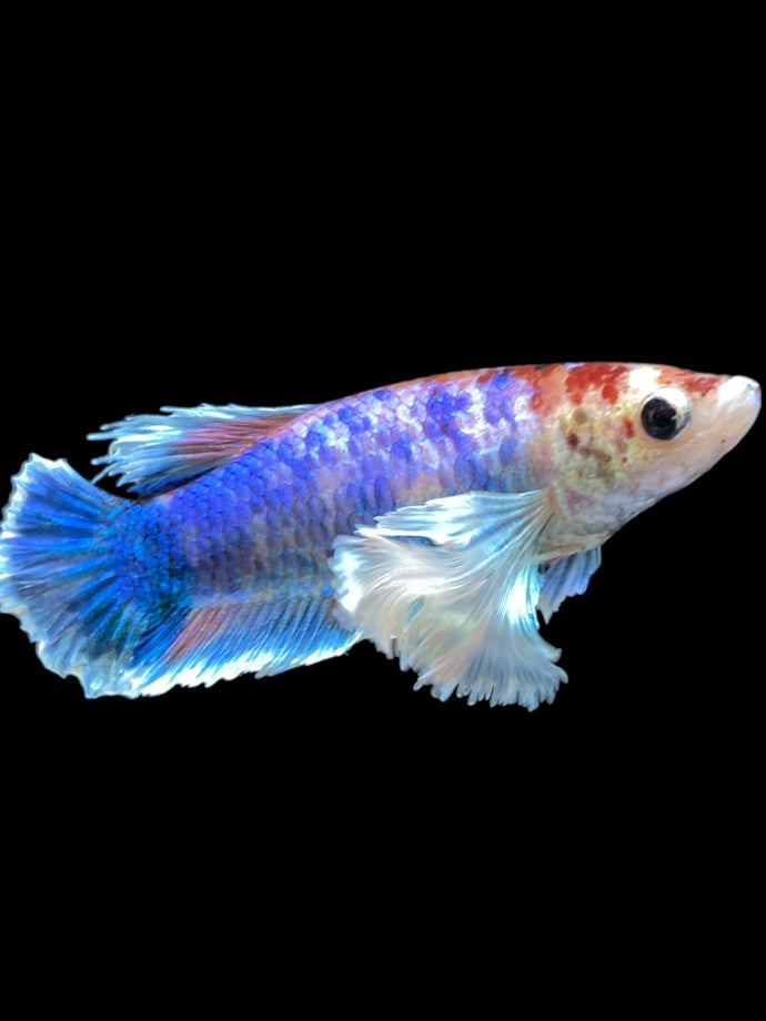Female Halfmoon Plakat - Candy Dumbo #2169 - Live Betta Fish