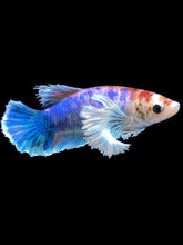 Load image into Gallery viewer, Female Halfmoon Plakat - Candy Dumbo #2169 - Live Betta Fish
