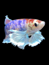Load image into Gallery viewer, Female Halfmoon Plakat - Candy Dumbo #2169 - Live Betta Fish
