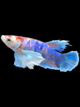 Load image into Gallery viewer, Female Halfmoon Plakat - Candy Dumbo #2169 - Live Betta Fish
