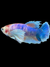 Load image into Gallery viewer, Female Halfmoon Plakat - Candy Dumbo #2169 - Live Betta Fish
