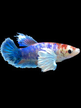Load image into Gallery viewer, Female Halfmoon Plakat - Candy Dumbo #2169 - Live Betta Fish

