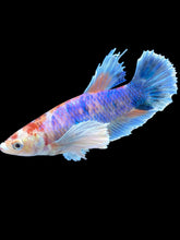 Load image into Gallery viewer, Female Halfmoon Plakat - Candy Dumbo #2169 - Live Betta Fish
