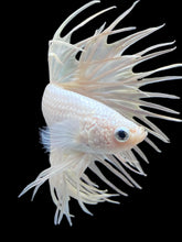 Load image into Gallery viewer, Male Crowntail - White Platinum #2170 - Live Betta Fish
