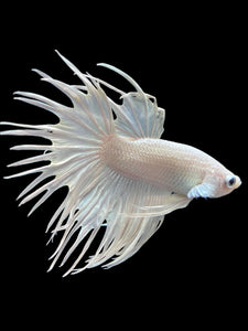 Male Crowntail - White Platinum #2170 - Live Betta Fish
