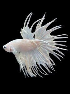 Male Crowntail - White Platinum #2170 - Live Betta Fish