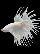 Load image into Gallery viewer, Male Crowntail - White Platinum #2170 - Live Betta Fish
