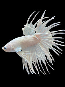 Male Crowntail - White Platinum #2170 - Live Betta Fish