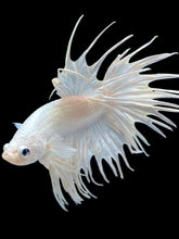 Load image into Gallery viewer, Male Crowntail - White Platinum #2170 - Live Betta Fish
