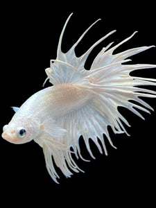 Male Crowntail - White Platinum #2170 - Live Betta Fish