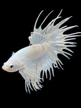 Load image into Gallery viewer, Male Crowntail - White Platinum #2170 - Live Betta Fish
