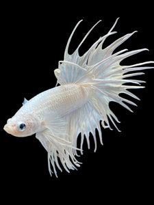 Male Crowntail - White Platinum #2170 - Live Betta Fish