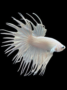 Male Crowntail - White Platinum #2170 - Live Betta Fish