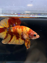 Load image into Gallery viewer, Male Halfmoon Plakat - Nemo #2171 - Live Betta Fish
