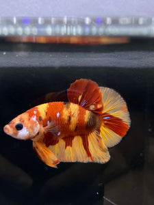 Male Halfmoon Plakat - Nemo #2171 - Live Betta Fish