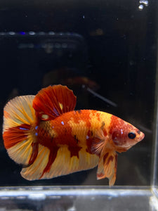 Male Halfmoon Plakat - Nemo #2171 - Live Betta Fish