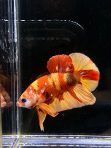 Male Halfmoon Plakat - Nemo #2171 - Live Betta Fish