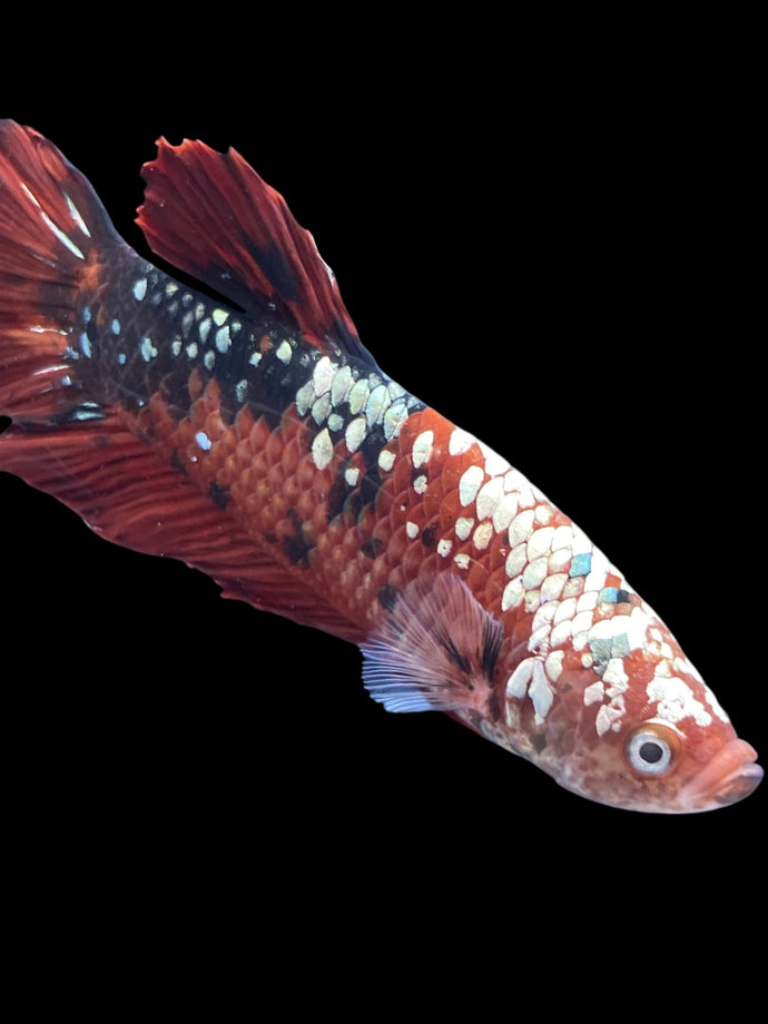 GIANT Male Halfmoon Plakat - Red Koi Copper #2171 - Live Betta Fish
