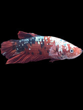 Load image into Gallery viewer, GIANT Male Halfmoon Plakat - Red Koi Copper #2171 - Live Betta Fish
