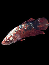 Load image into Gallery viewer, GIANT Male Halfmoon Plakat - Red Koi Copper #2171 - Live Betta Fish
