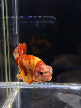 Load image into Gallery viewer, Male Halfmoon Plakat - Nemo #2171 - Live Betta Fish
